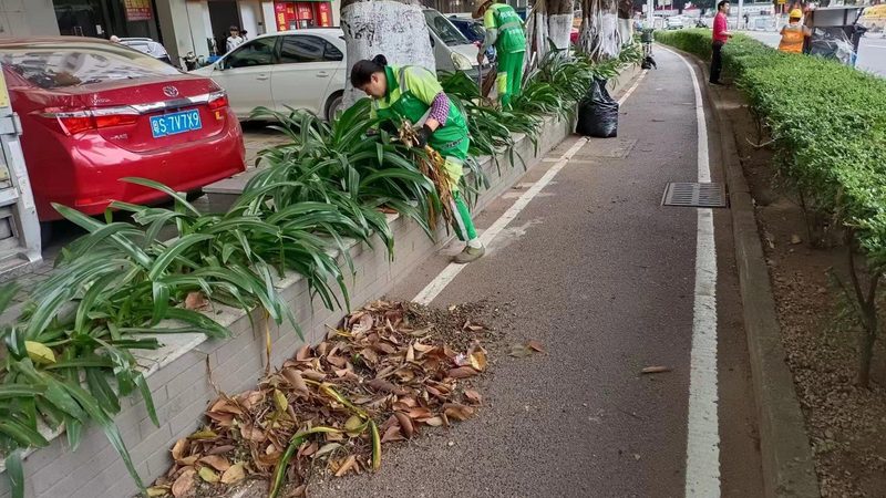 反季节苗木种植，如何确保成活率与质量？**