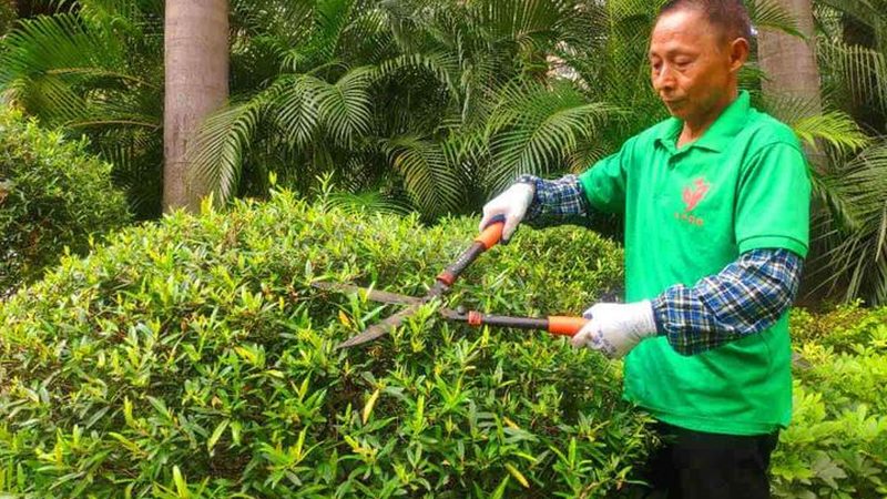 道路绿化验收标准规范全文解析